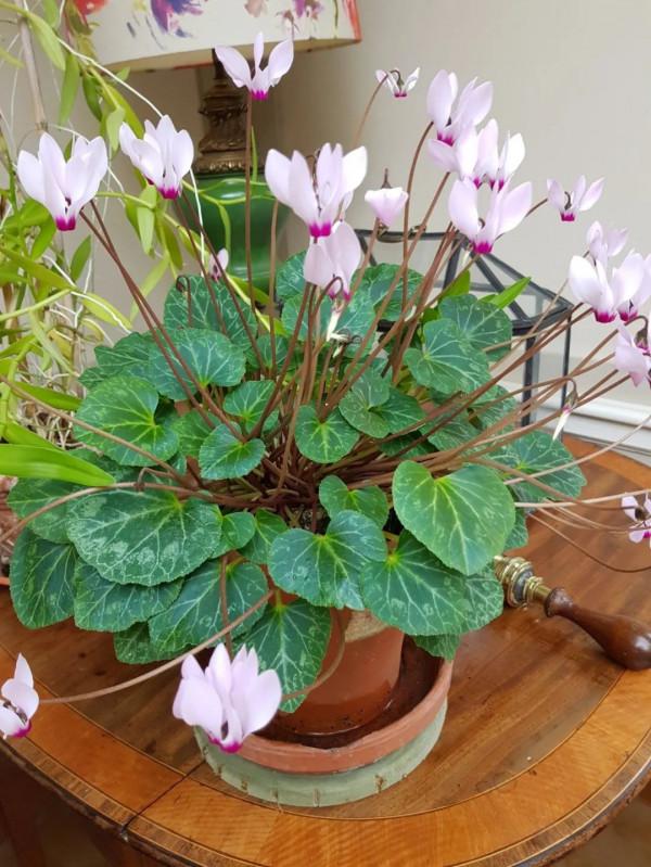 7種“富貴花”，平時一般般，過年才開花，擺家裡，好運連連