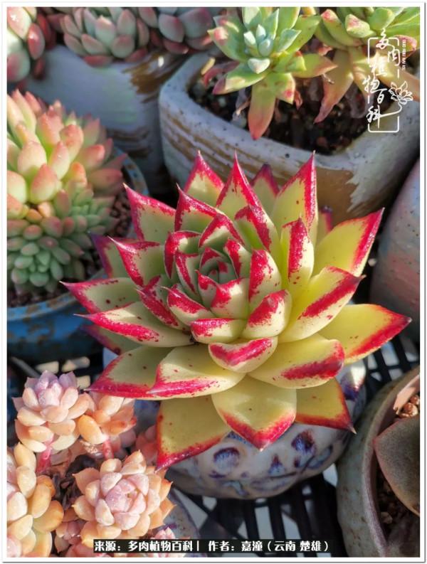 天南海北，一群熟悉又陌生的愛肉人