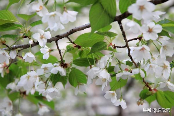 純潔、決絕，櫻花之關山櫻