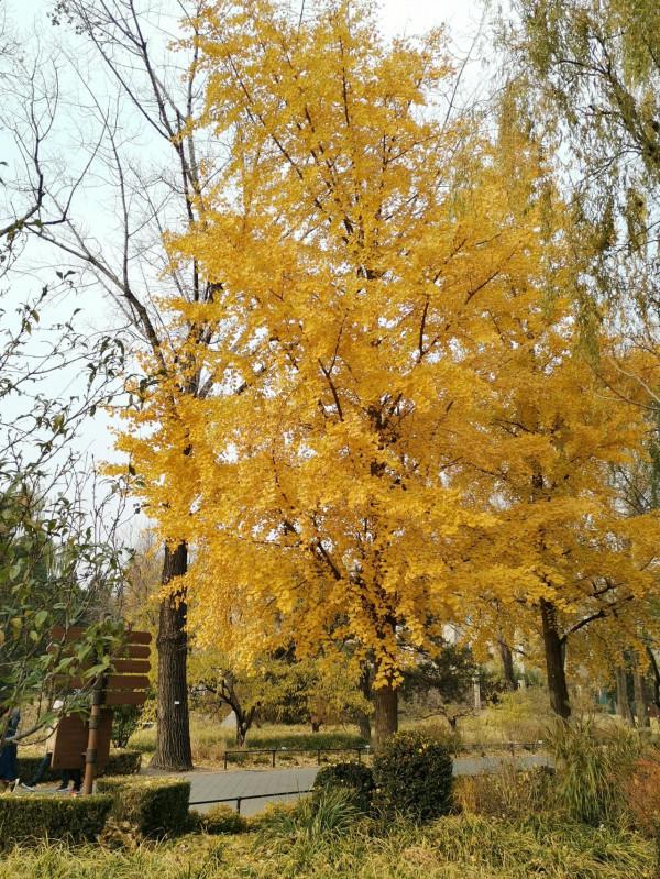 北京，植物園的秋天（秋景）