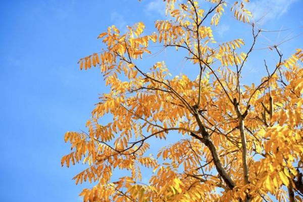 五彩斑斕!一起來雲遊宜居的趙巷冬日街景 五彩斑斕!一起來雲遊宜居的趙巷冬日街景