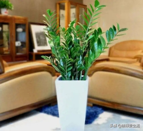 8種漂亮花，可以養一盆，寓意吉祥，旺財又旺家