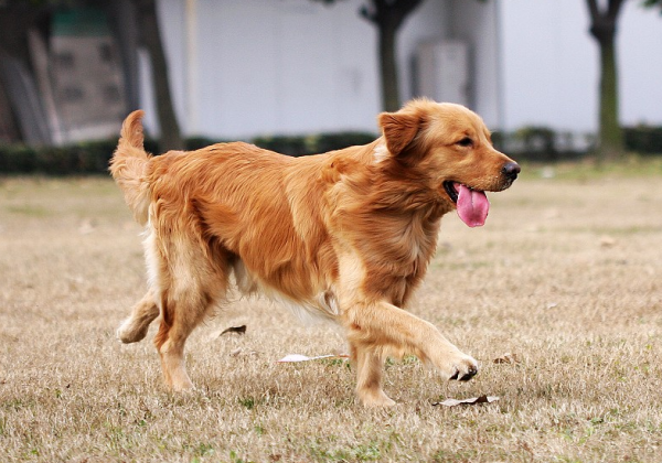 看似面善,實際戰鬥力爆棚的狗,有你家狗嗎? 看似面善,實際戰鬥力爆棚的狗,有你家狗嗎?