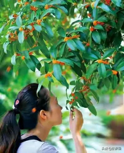 自是花中第一流的桂花 自是花中第一流的桂花