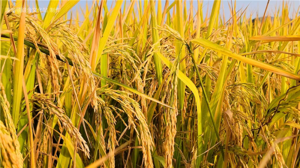 “稻夢空間”，這是仲愷潼湖豐收的顏色！