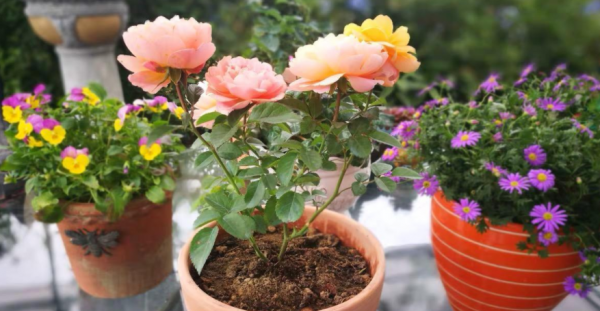 月季“平安過冬”小妙招：抓住這“3點”，來年開花更早更多