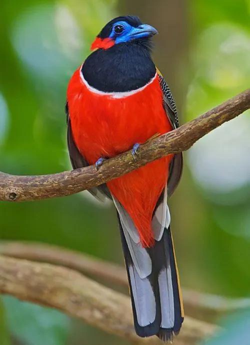 100幅美麗的鳥圖欣賞