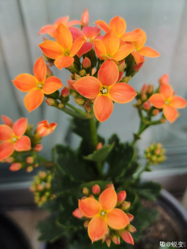 長壽花不長壽，是你沒養好，做好6步，長壽花輕鬆爆盆