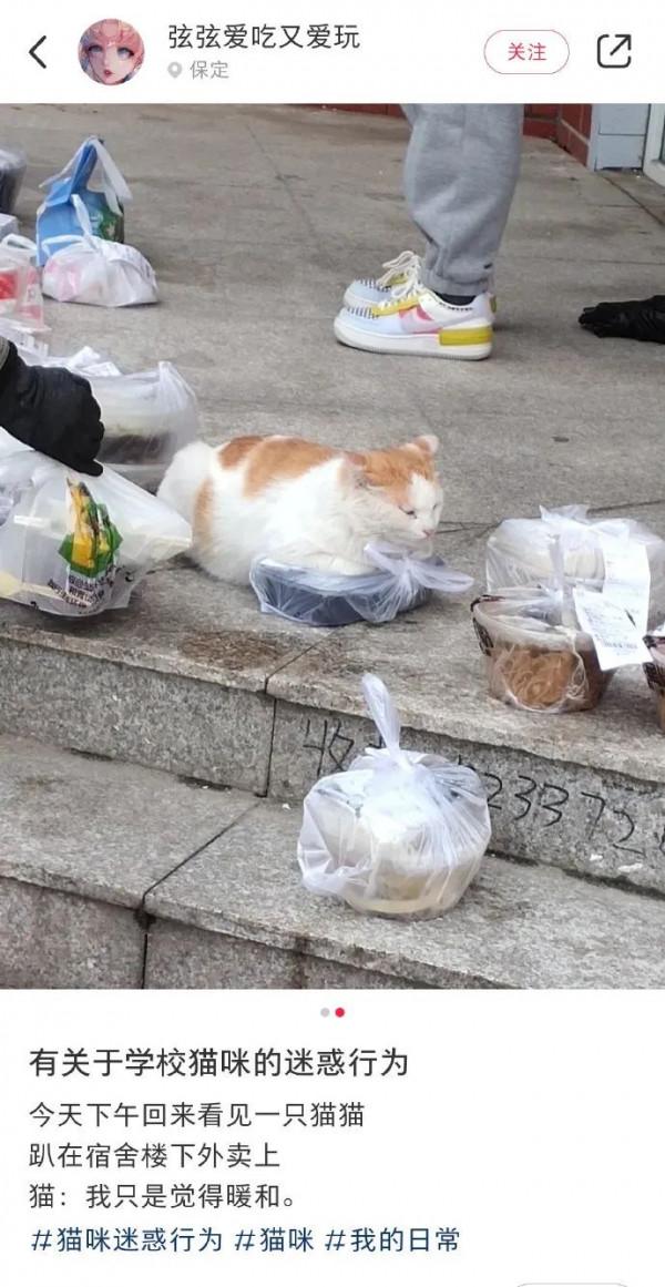 主人在給客人美甲時，貓主動過來趴著給人放手用，這也太乖了