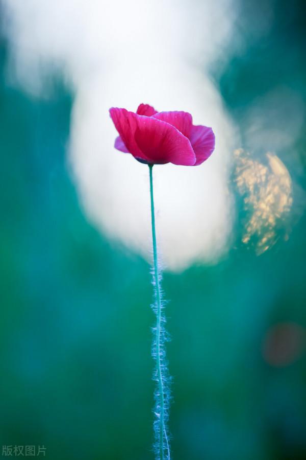 很獨特的花兒，不忍心獨享。你可能沒見過幾樣。有幾種你認識的？