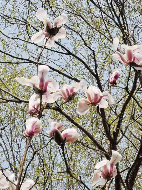 上至皇家園林,下至農家庭院,都會栽種“玉堂富貴”,你瞭解嗎 上至皇家園林,下至農家庭院,都會栽種“玉堂富貴”,你瞭解嗎