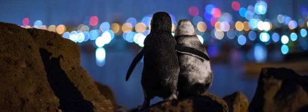 澳洲走地雞?實則是藍色微型企鵝,霓虹下相依背影成就攝影類大獎 澳洲走地雞?實則是藍色微型企鵝,霓虹下相依背影成就攝影類大獎