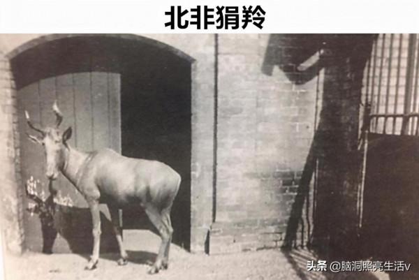 用相機記錄下來的，在歷史上早已經滅絕的8種罕見動物