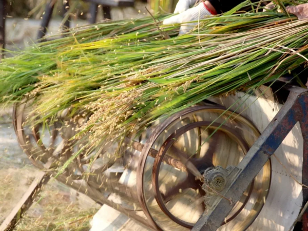 這裡的生態稻真值錢！稻田立體種養走出致富新路