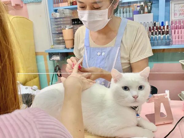 主人在給客人美甲時，貓主動過來趴著給人放手用，這也太乖了