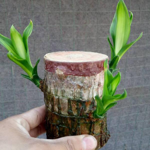 6種“乾淨花”，漂亮又衛生，養護簡單，不用土也能活