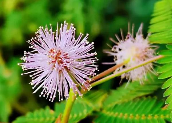 養高質量含羞草，園林師說做好“5項措施”，2個月開滿盆的小粉花