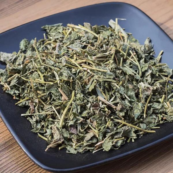 每日中藥——紫花地丁