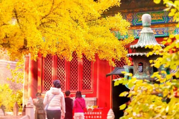 紅螺寺秋日的邀約——千年銀杏進入最佳觀賞期 紅螺寺秋日的邀約——千年銀杏進入最佳觀賞期