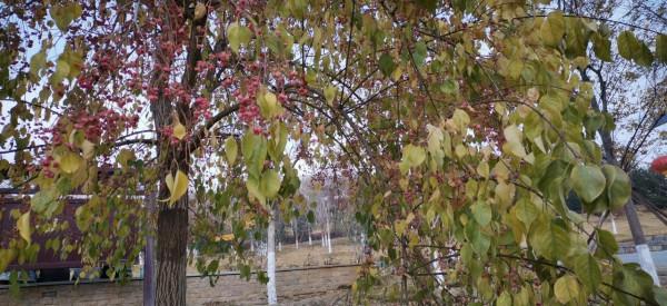 「五律」北龍湖賞秋