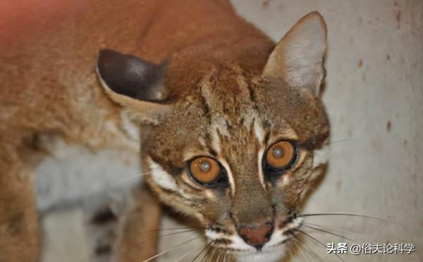 廣西一石山上發現大型貓科動物，會是滅絕的野生華南虎嗎？