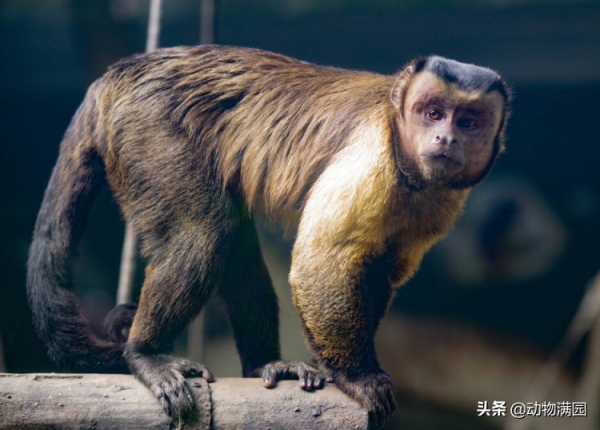 物種百科：黑帽懸猴