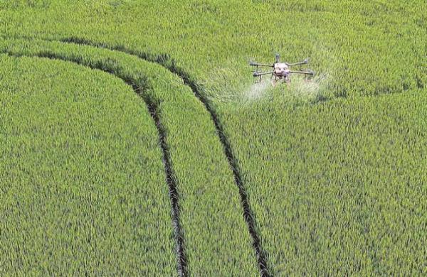 一幅農業強、農村美、農民富錦繡畫卷正在江蘇大地鋪展——金穗捲起千層浪，又是一年豐收時