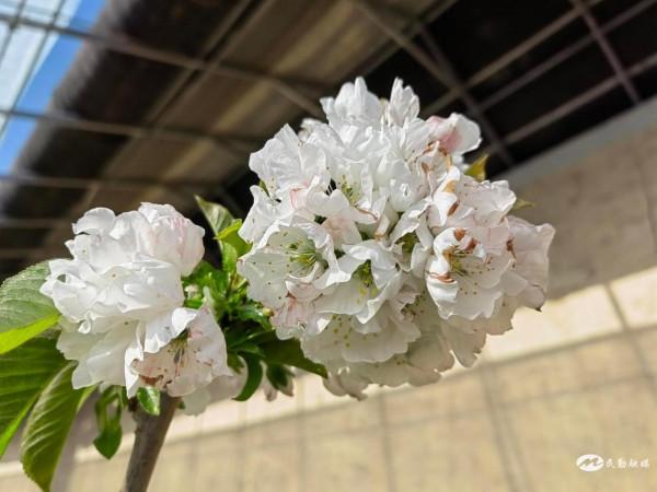 【北國之春&CenterDot;美麗民勤 】紅旗谷裡歡樂多