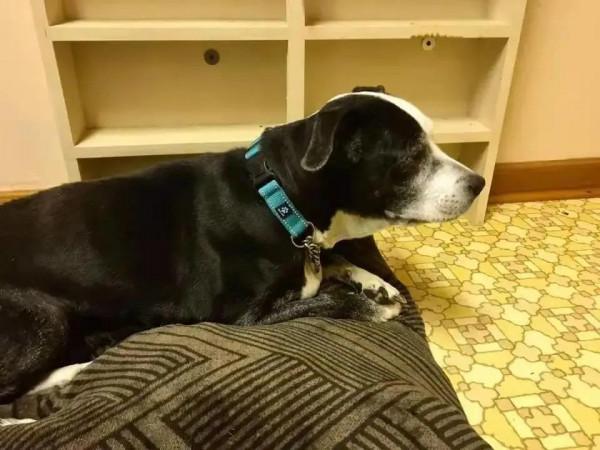 “這狗我不想要了,安樂死了吧!”愛狗可以!養狗,請三思 “這狗我不想要了,安樂死了吧!”愛狗可以!養狗,請三思