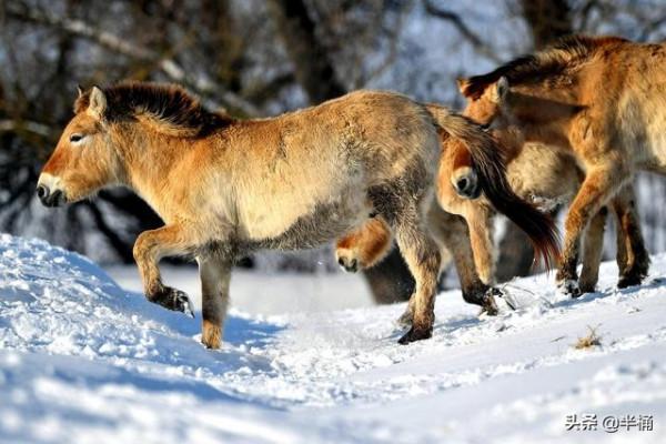 20年前放歸野外的27匹普氏野馬,現在的生存狀況怎麼樣了? 20年前放歸野外的27匹普氏野馬,現在的生存狀況怎麼樣了?