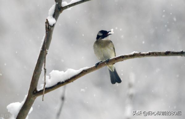雪中的白頭鵯鳥