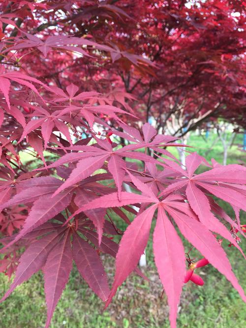 雞爪槭冬天落葉嗎，雞爪槭什麼時候移栽，成活率怎樣？