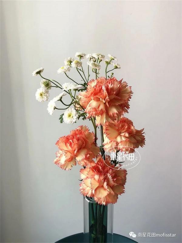 小女孩洋甘菊 · 花邊小白裙