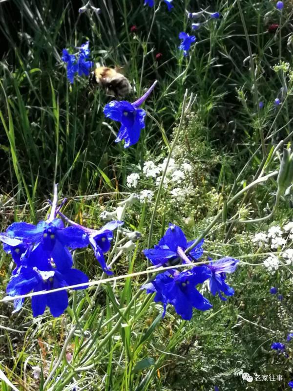 永不消失的大坡 永不消失的大坡