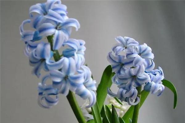 這3種&OpenCurlyDoubleQuote;花&rdquo;養在臥室裡，容易導致失眠，影響身體健康
