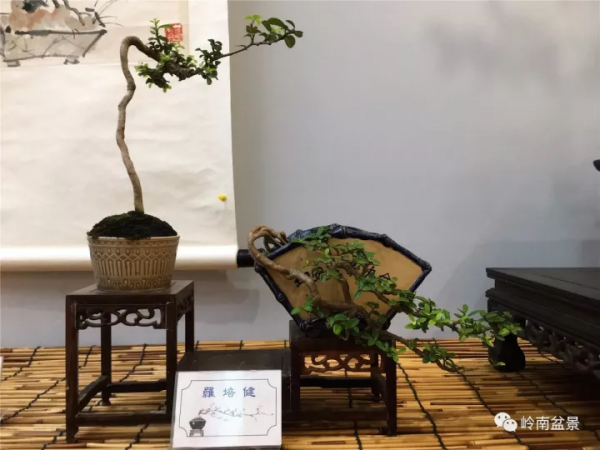 最高水準的素仁格盆景藝術，值得收藏