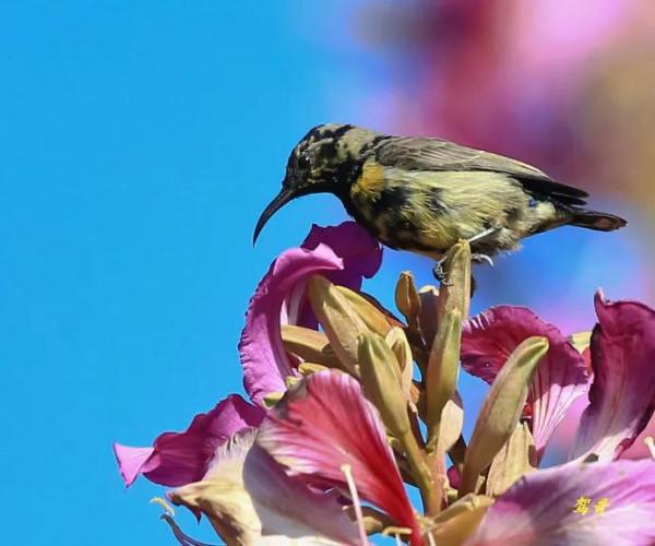 分享圖片一紫喉花蜜鳥 特別罕見珍貴的小鳥