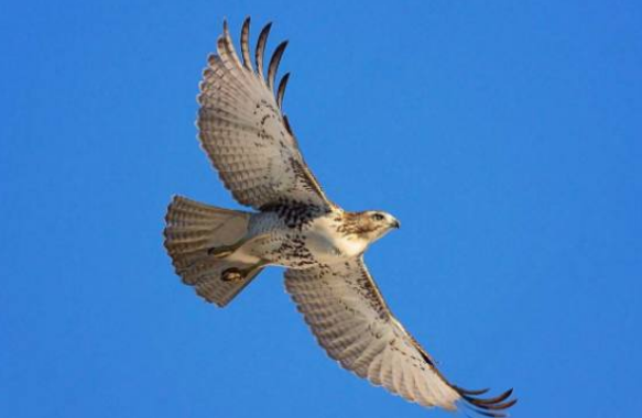 鷹跟雕原來是有區別的,你知道它們的區別在哪裡嗎? 鷹跟雕原來是有區別的,你知道它們的區別在哪裡嗎?