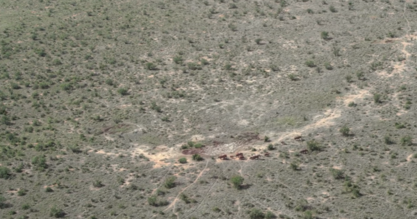 非洲特大旱災，動物屍橫遍野，50歲大象女王用智慧拯救族群