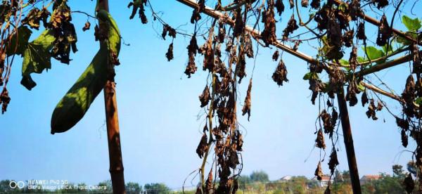 秋風起，胖頭肥，入冬前釣的最後兩波胖頭魚