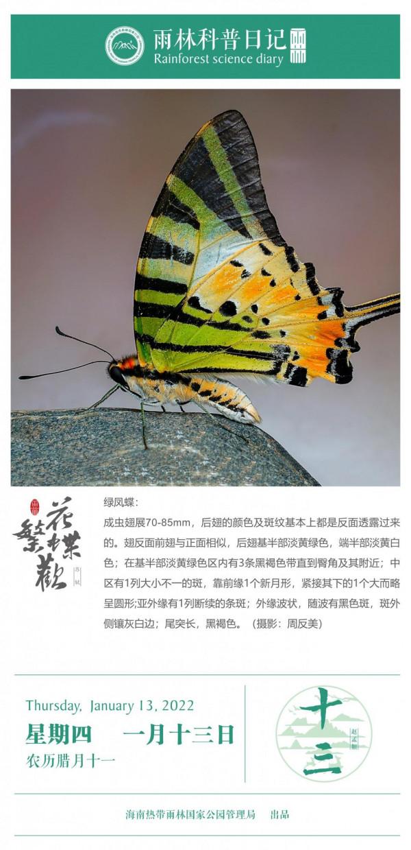 雨林科普日記之綠鳳蝶