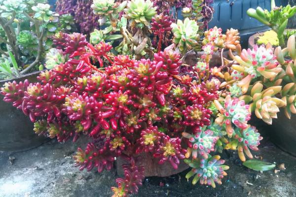 發現多肉植物掉葉子,可以這麼處理 發現多肉植物掉葉子,可以這麼處理