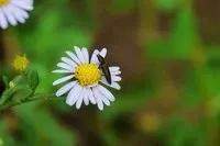 詠菊七絕三十首(30韻) 詠菊七絕三十首(30韻)