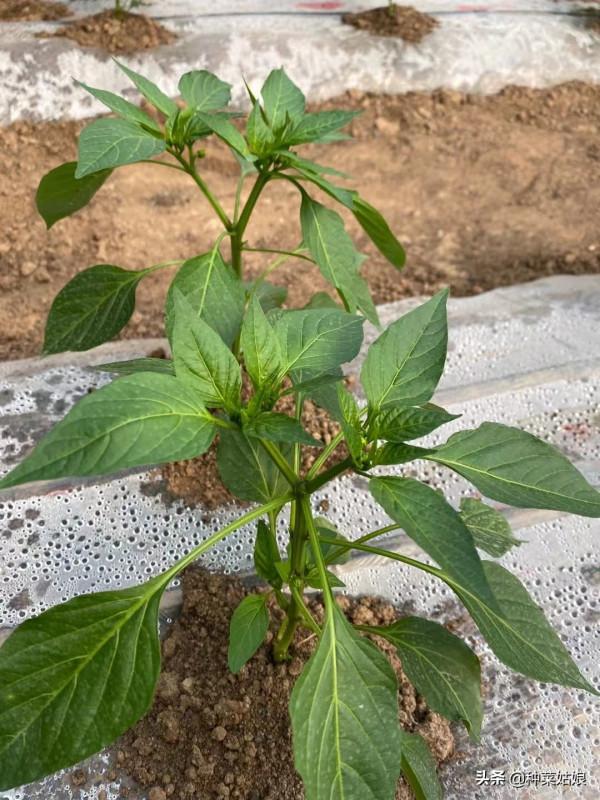 秋季種菜,選擇適宜苗齡很重要,否則有的徒長,有的不長,太難了 秋季種菜,選擇適宜苗齡很重要,否則有的徒長,有的不長,太難了