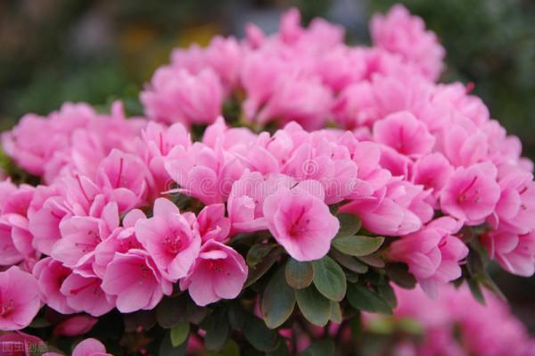 養花多的不一定會養花,但夏天能把3種花養好,絕對是高手 養花多的不一定會養花,但夏天能把3種花養好,絕對是高手