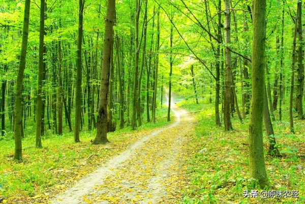 林業經濟大有可為：一個統計資料視角