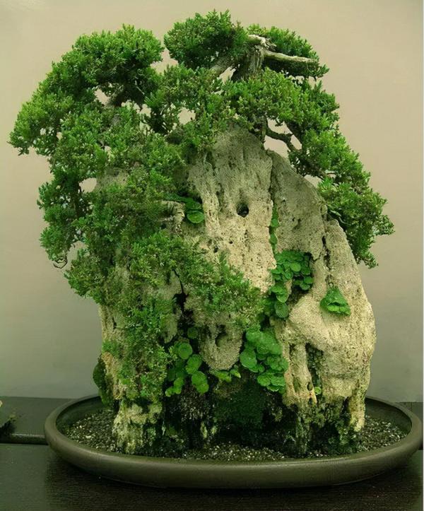 盆景藝術欣賞 盆景藝術欣賞