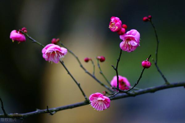 《周易》臨卦:領導者的管理智慧 《周易》臨卦:領導者的管理智慧