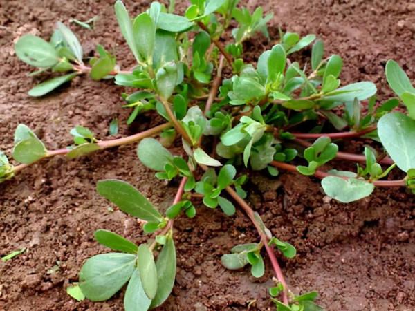 38種路邊的野菜，常常見到但不一定都認識，看你吃過幾種？