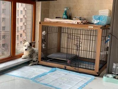 我們的小可愛~小叮噹出場啦 我們的小可愛~小叮噹出場啦